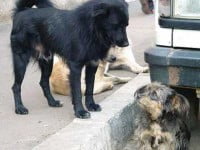 Persoanele surprinse că abandonează câini pe raza Sucevei vor face până la 3 ani de închisoare