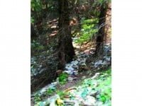 Silvicultorii și salvamontiștii au devenit agenți de curățenie fără plată