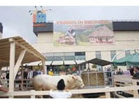 Bucovina proaspătă, direct de la producători