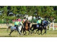„Festivalul Calului Shagya Arab” o… Ligă a Campionilor a minunaților cai de la Rădăuți