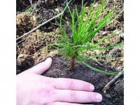 Direcția Silvică Suceava, cea mai tare la plantat arbori