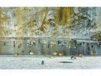 Zeci de rațe sălbatice, pe un iaz din Suceava