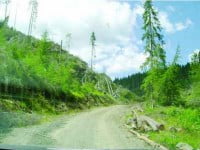 Inspectorii silvici amenință cu împădurirea forțată