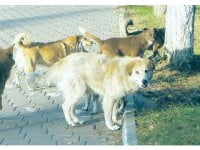 1500 de maidanezi la 2 hingheri