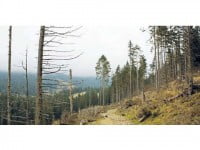 Aproape 57.000 de hectare de păduri bolnave