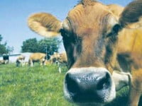 Târgurile de animale din județul Suceava, închise din cauza bolii limbii albastre