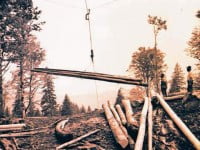 Despre exploatarea pădurii